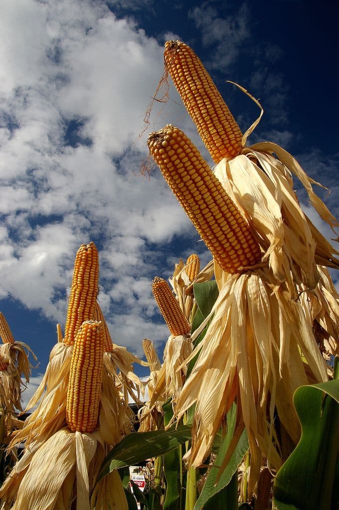 Why your maize is yellowing — and what to do this week